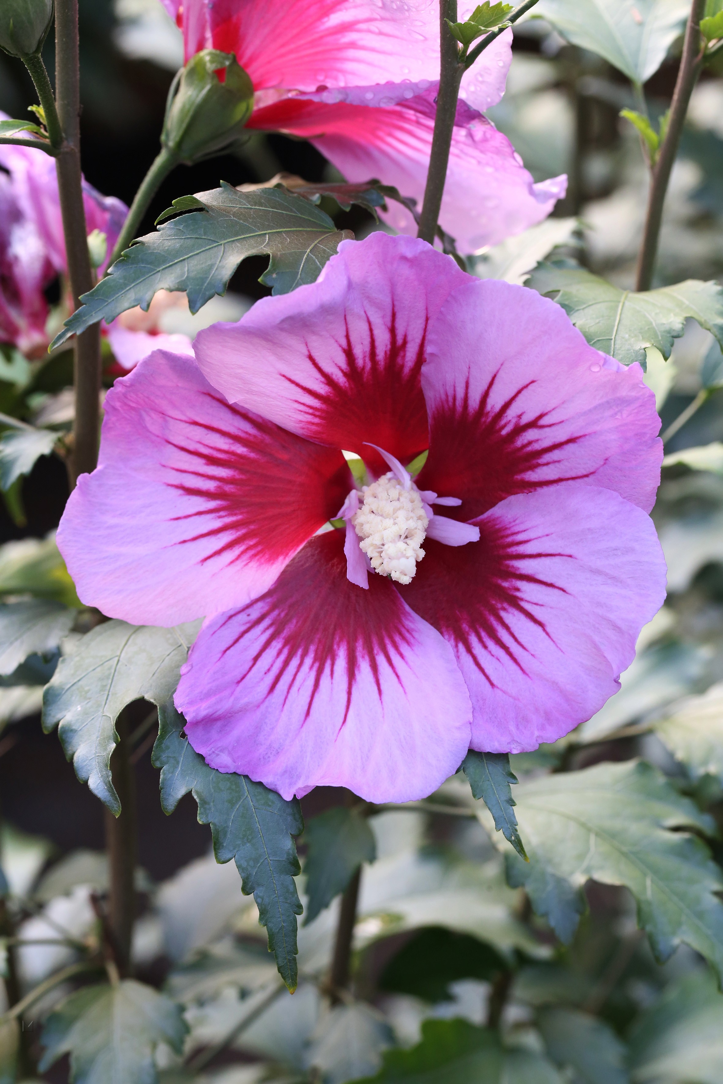 Hibiscus syriacus 'Purple Pillar' ®