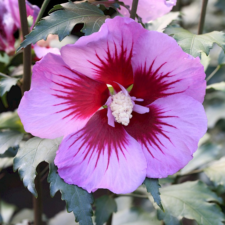 Hibiscus syriacus 'Purple Pillar' ®