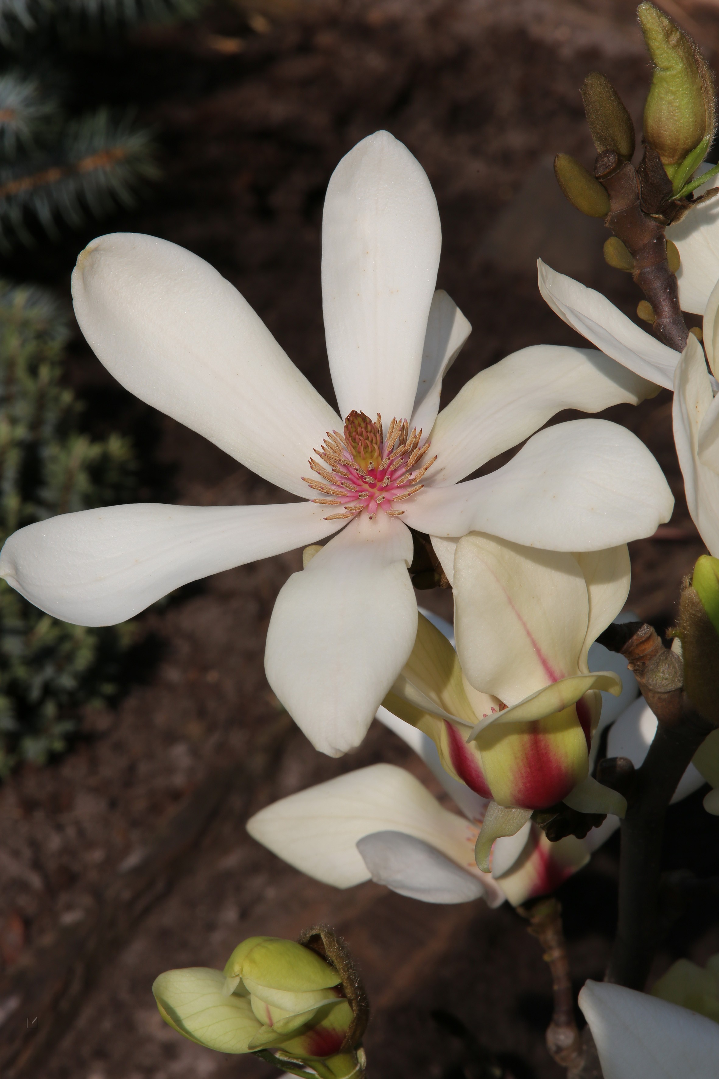 Magnolia denudata 'Sunrise'