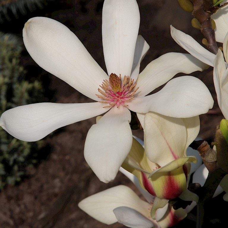 Magnolia denudata 'Sunrise'