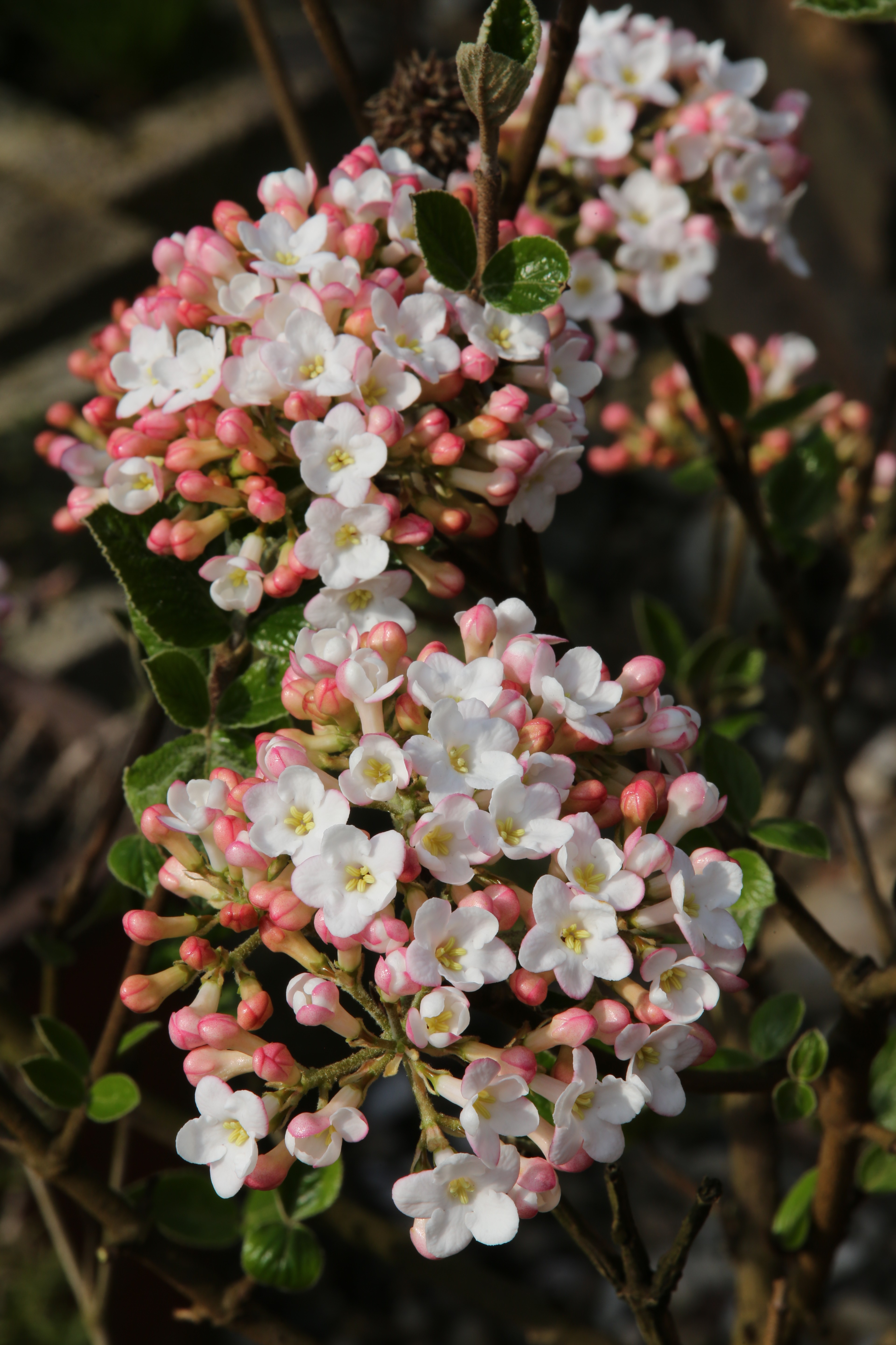 Viburnum burkwoodii 'Anne Russel'