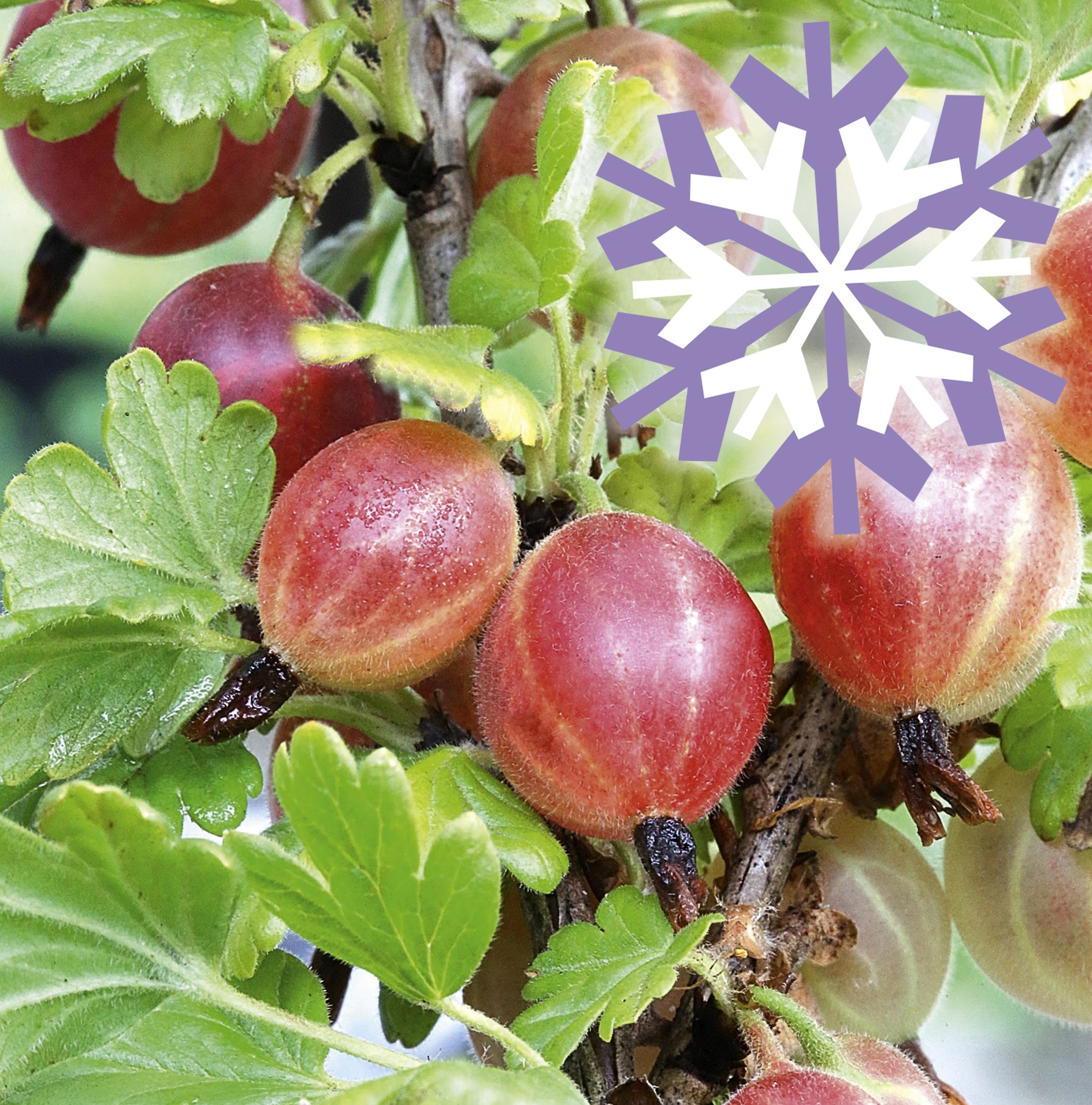Polar Fruits 'Red Goose Berry'