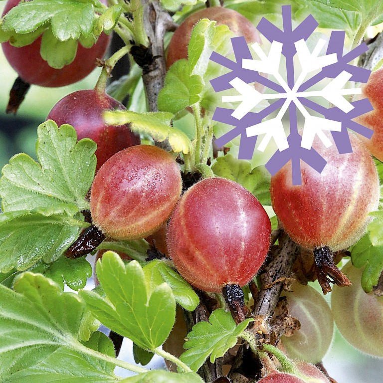 Polar Fruits® 'Red Goose Berry'