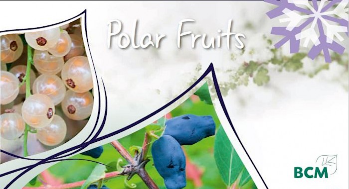BCM Polar Fruits