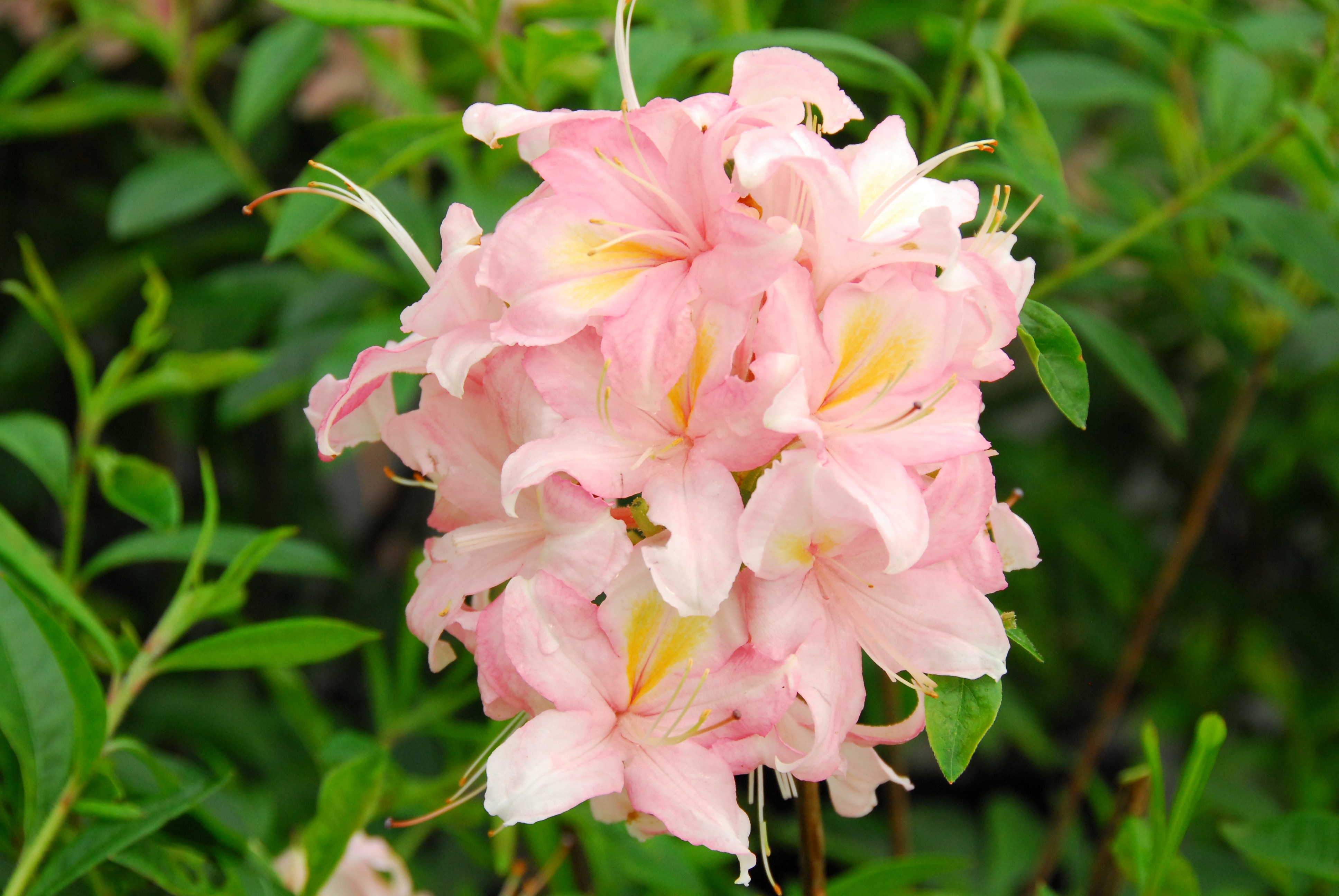 Rhododendron luteum Juniduft
