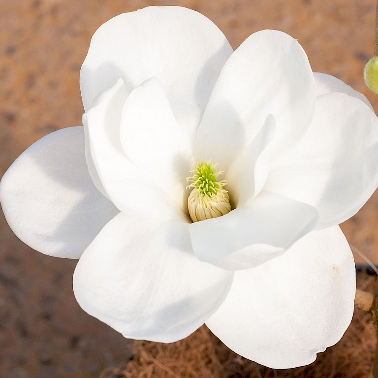 Magnolia denudata 'Jade Lamp'