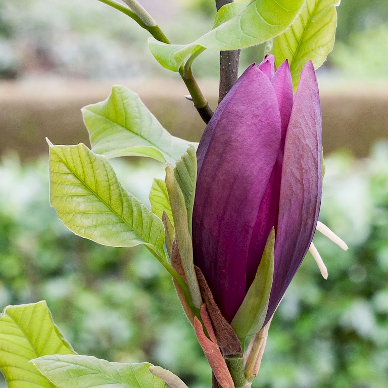 Magnolia soulangiana 'Black Beauty' ®