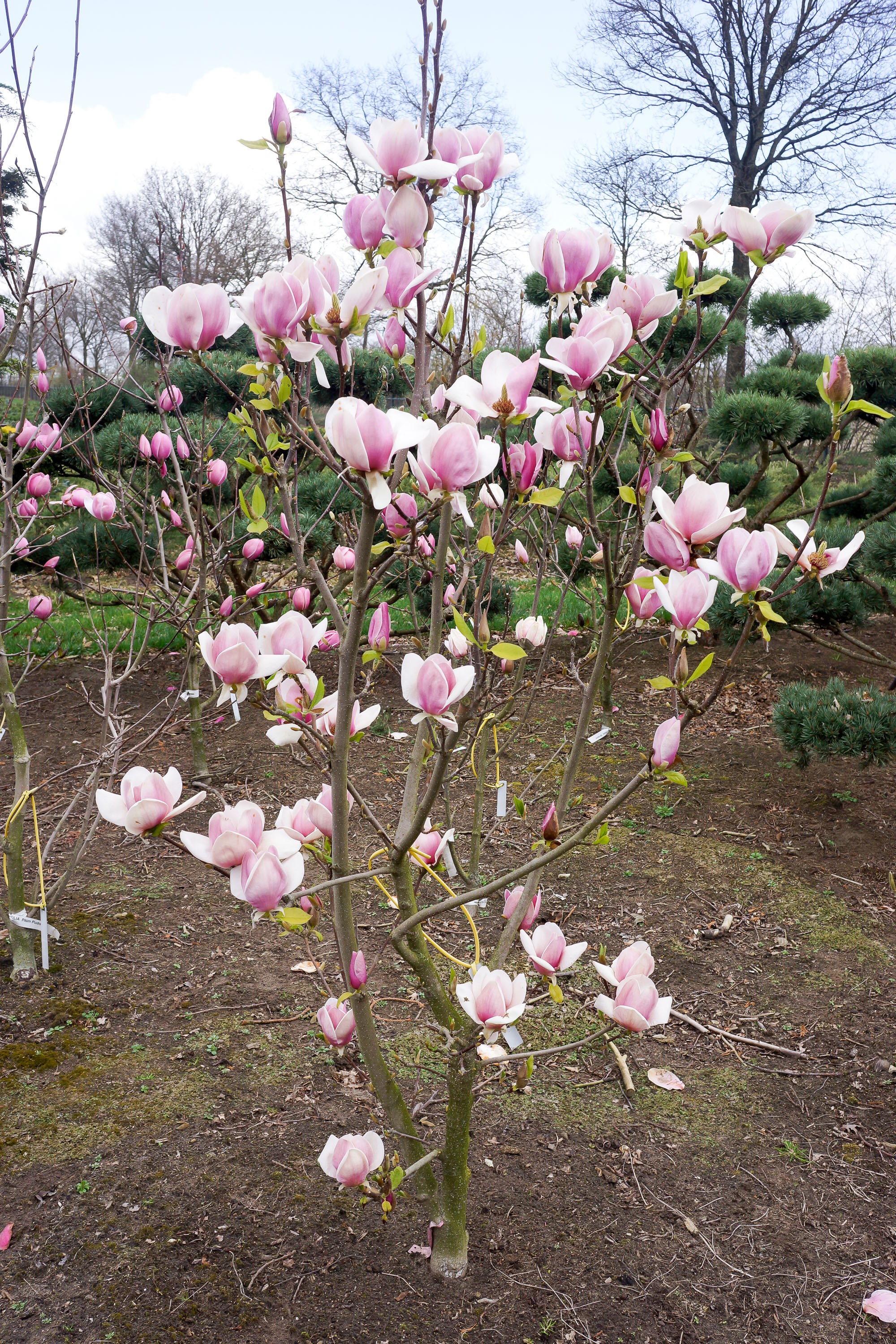 Magnolia soulangiana 'Cameo' ®