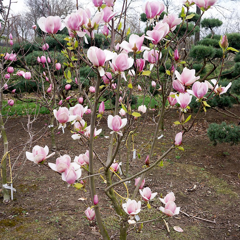 Magnolia soulangiana 'Cameo' ®