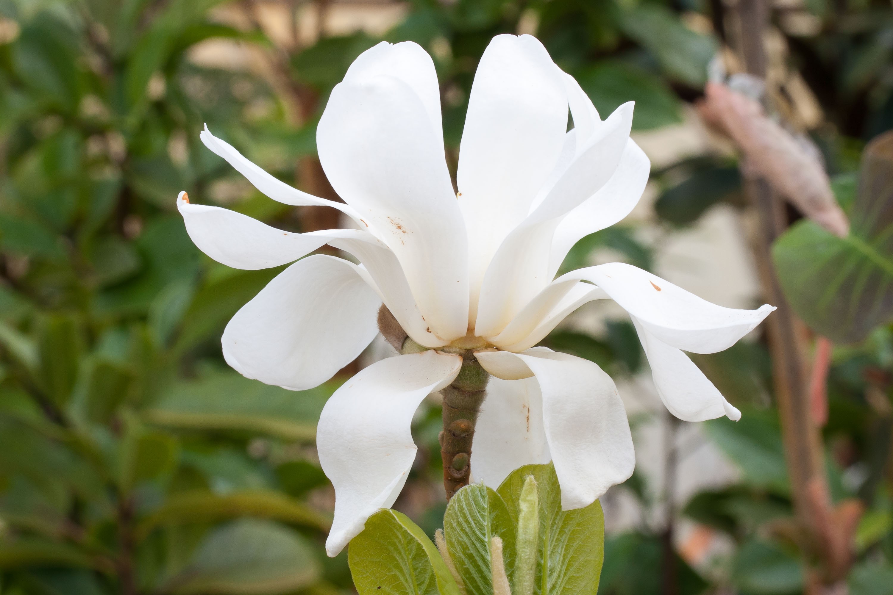 Magnolia soulangiana 'Double Diamond'