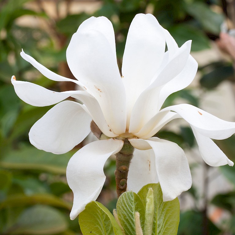 Magnolia soulangiana 'Cleopatra' ®