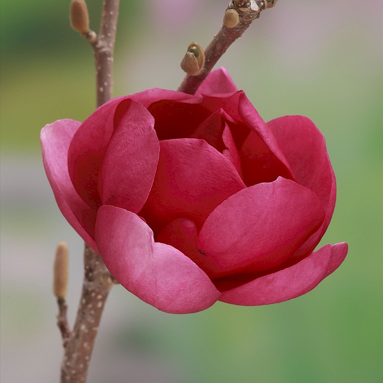 Magnolia soulangiana 'Double Diamond'