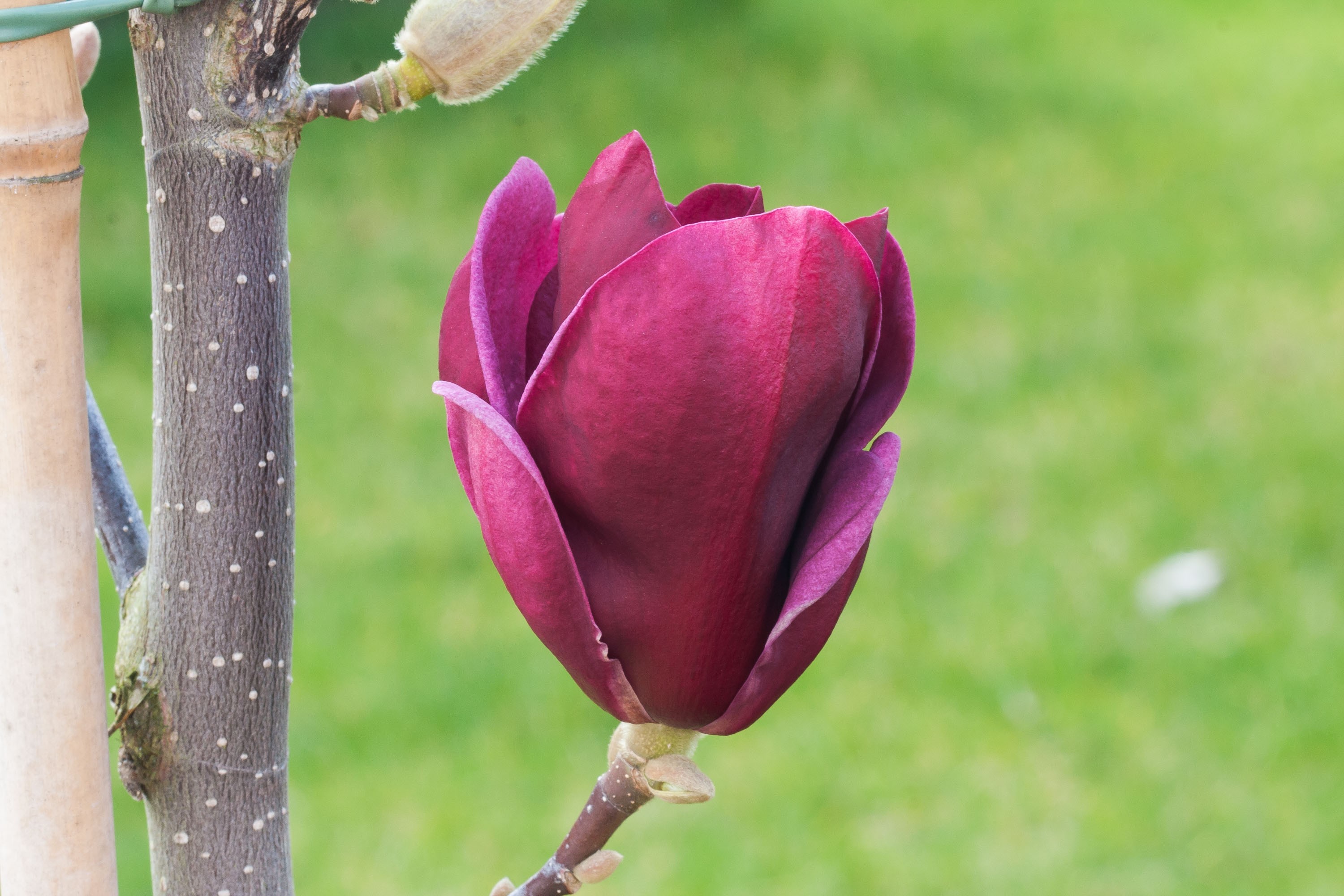 Magnolia	soulangiana 'Genie'