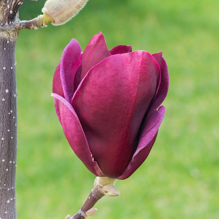 Magnolia	soulangiana 'Genie'