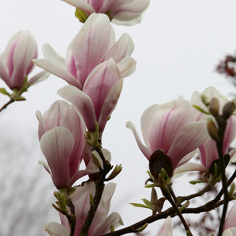 Magnolia	soulangiana 'Pickard's Schmetterling'