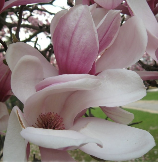 Magnolia	soulangiana 'Esveld Select'