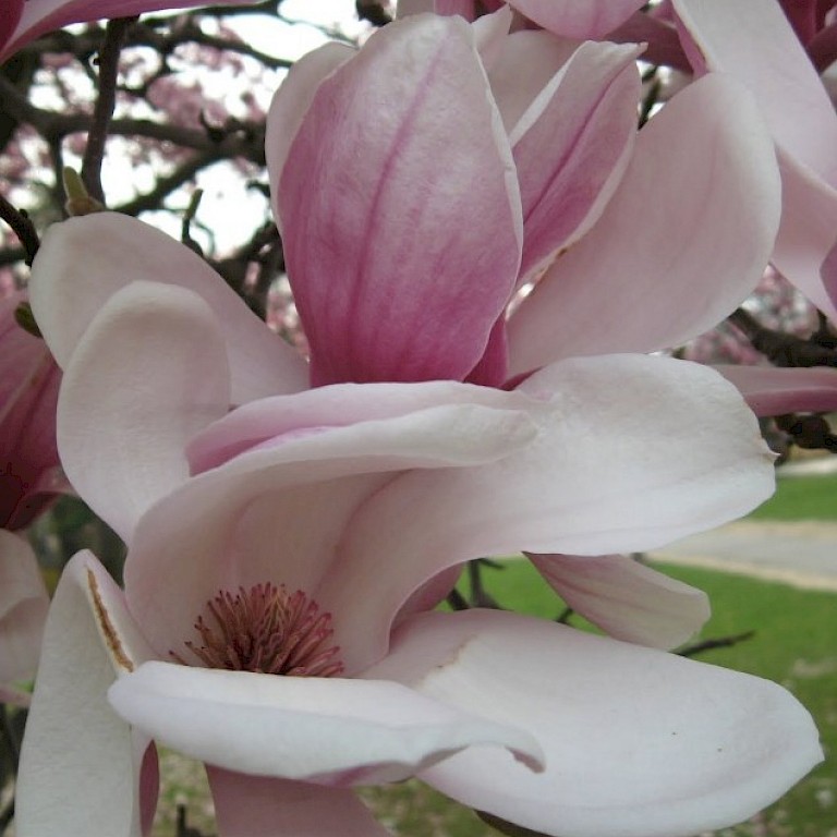 Magnolia	soulangiana 'Esveld Select'