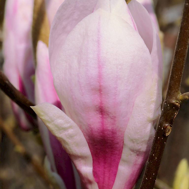 Magnolia	soulangiana 'Heaven Scent'