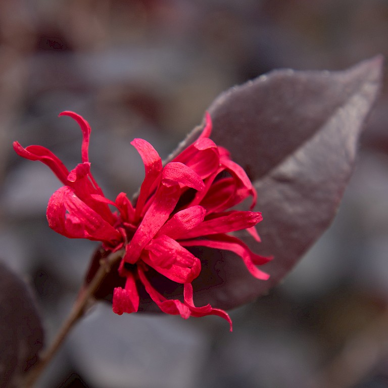 Loropetalum chinensis 'Ever Red' ®