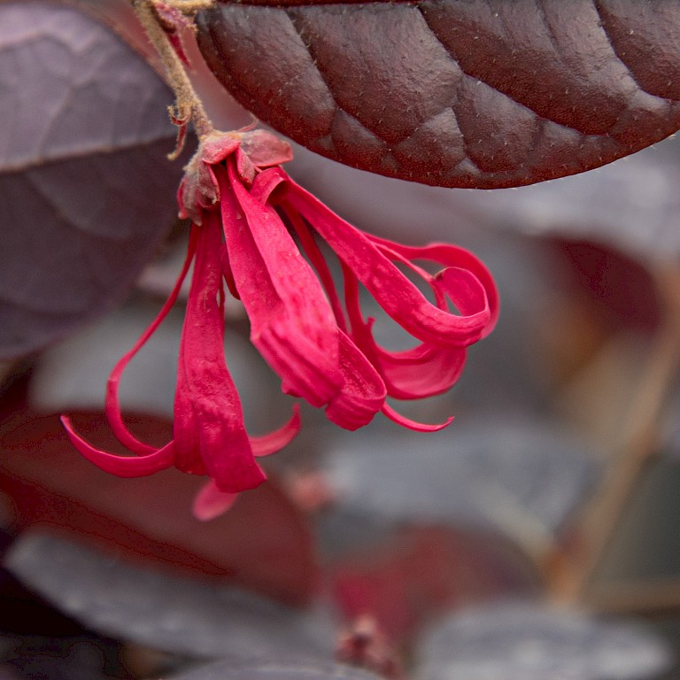 Loropetalum chinensis 'Pipas Red'