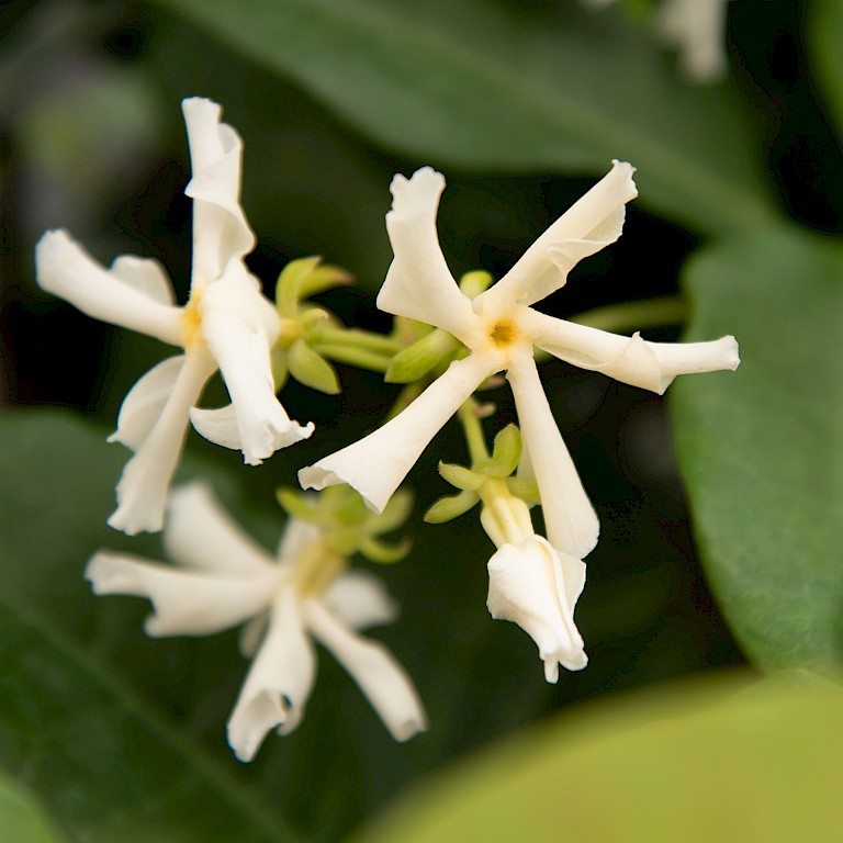 Tropical Fl'Aroma® 'Exotic Jasmine'