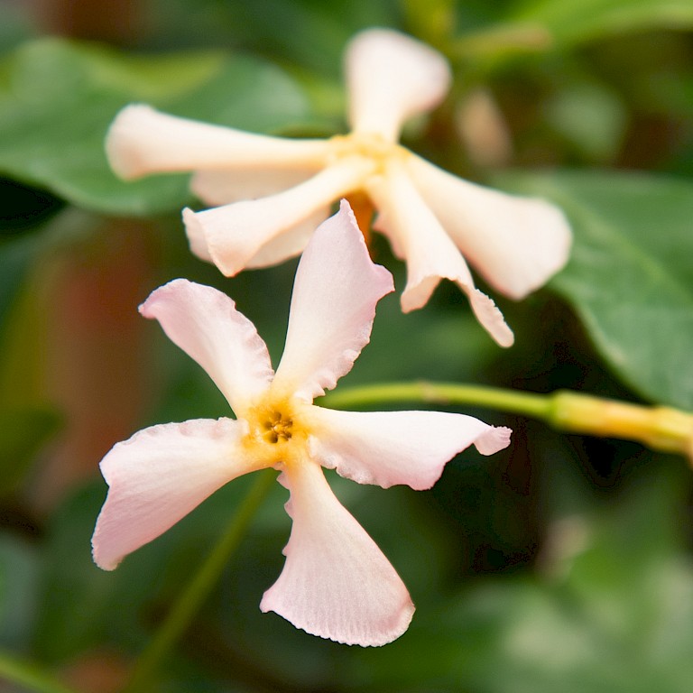 Tropical Fl'Aroma® 'Rosy Shower'