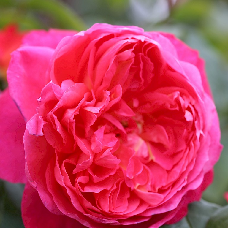 Rosa 'Benjamin Britten' ®