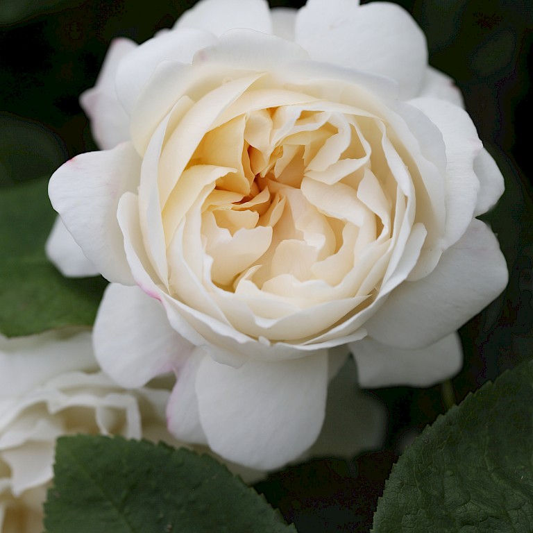 Rosa 'Winchester Cathedral' ®